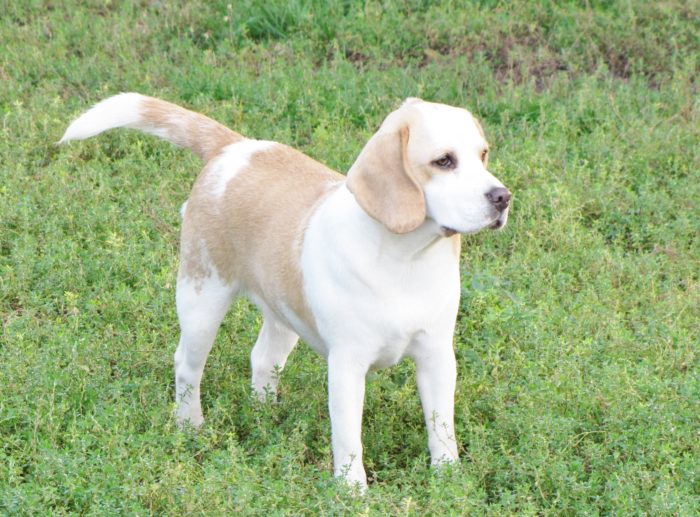 white beagle