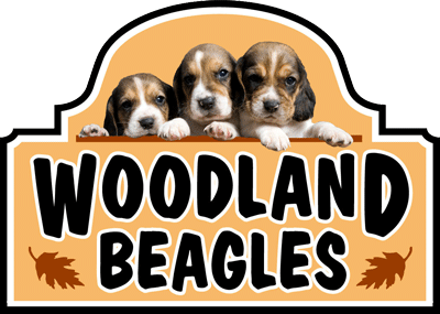 Home Woodland Beagles